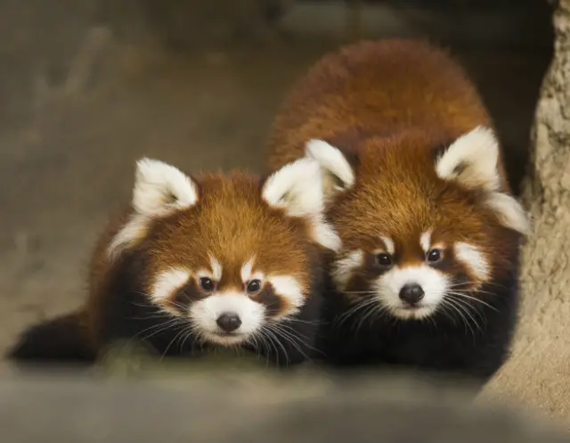 Красные панды