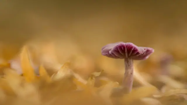 Hanningfield Reservoir