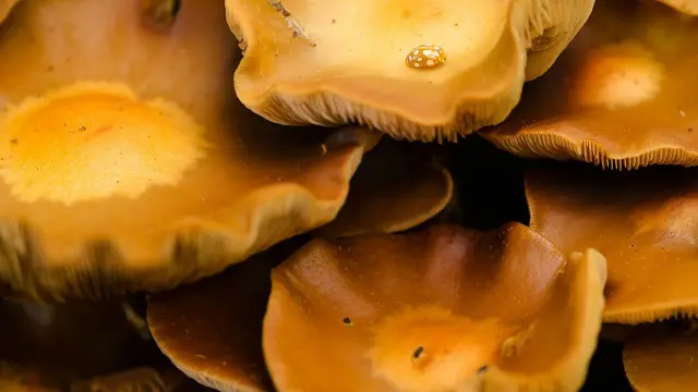 Warley Woods, Birmingham