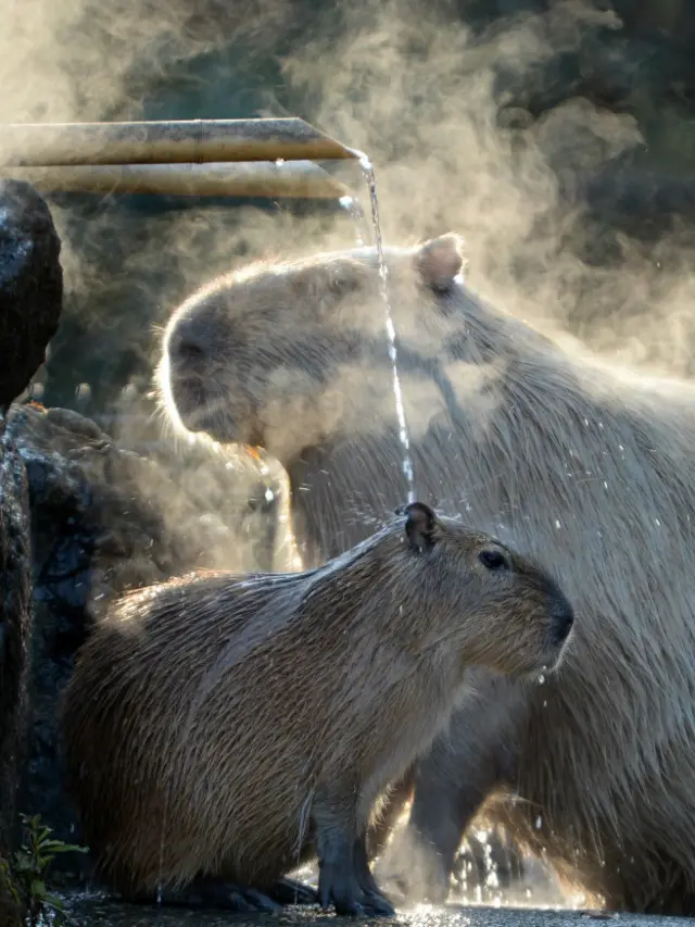 Капибара под душем