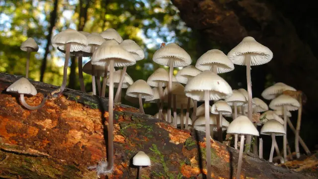 Croxeth Country Park, Liverpool