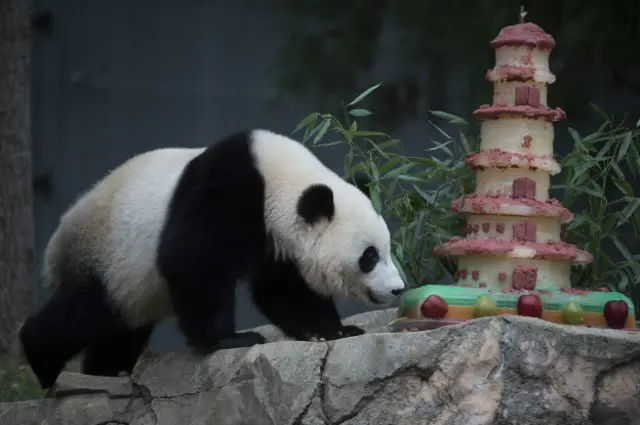 Панда в Вашингтоне
