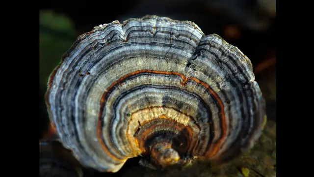 Forest Fawr, Cardiff