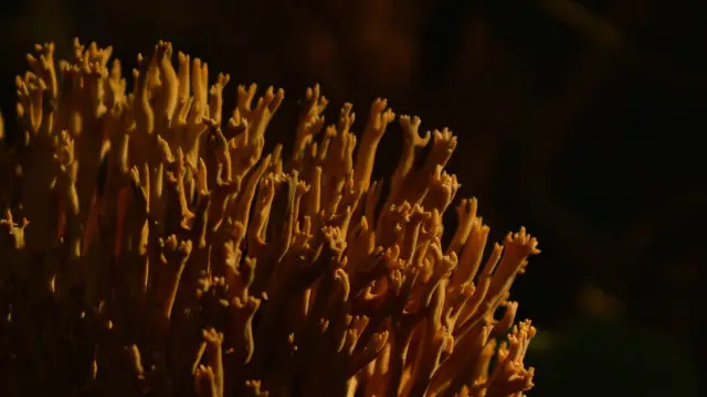 Templeton Woods, Dundee