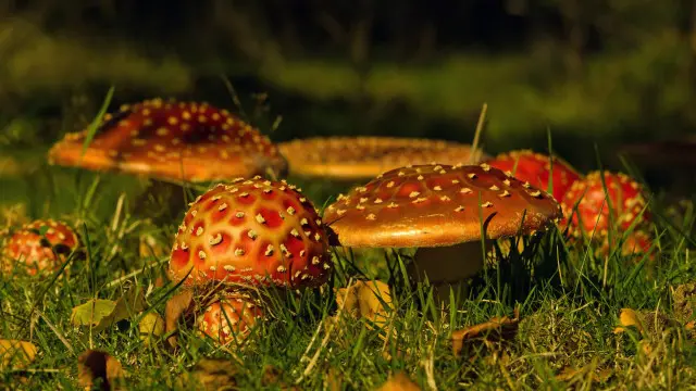 Charnwood Forest, Leicestershire