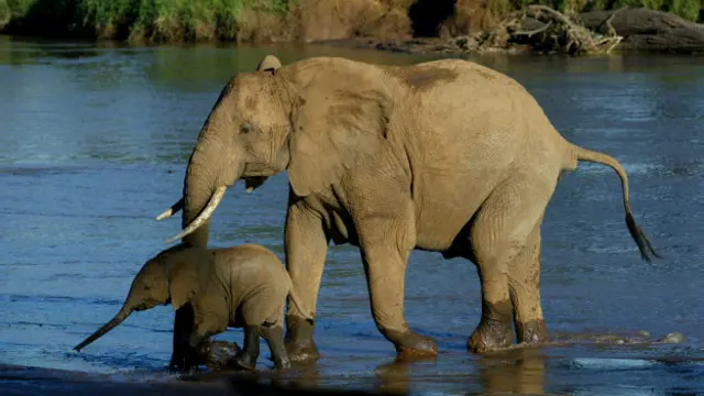 Apesarslot zeus 3 gratisterem trilhõesslot zeus 3 gratiscélulas, apenas 5% dos elefantes morremslot zeus 3 gratiscâncer