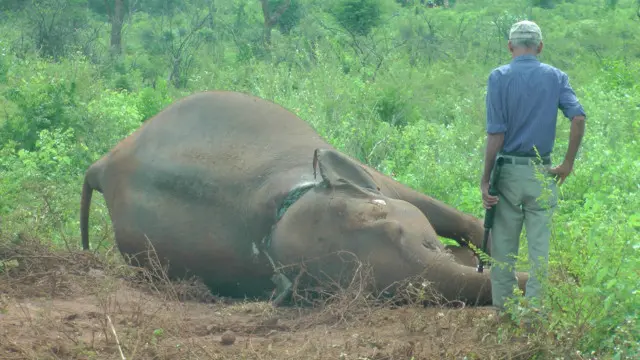 වන ජීවී නිලධරයෙක් මිය ගිය ඇතින්න අසල 