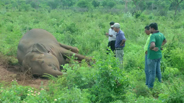 প্রতিবছর সীমান্ত এলাকায় মানুষের সাথে সংঘর্ষে এবং ফাঁদে আটকে হাতি মৃত্যুর ঘটনা ঘটে