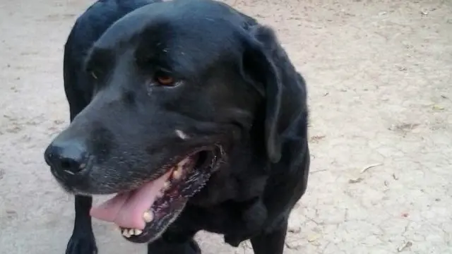 ریکس ایک سیاہ لیبراڈر ہے جو بھارت تبت سرحدی پولیس (آئی ٹی بی پی) کے یونٹ کے -9 (کنائن) کا حصہ ہے