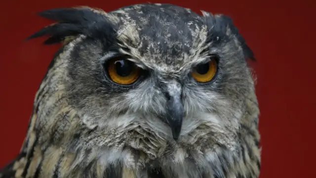 Çok iyi görme ve işitme yeteneğine sahip olan baykuşlar, küçük memeliler, böcekler ve diğer kuşlarla besleniyor. (ARŞİV)
