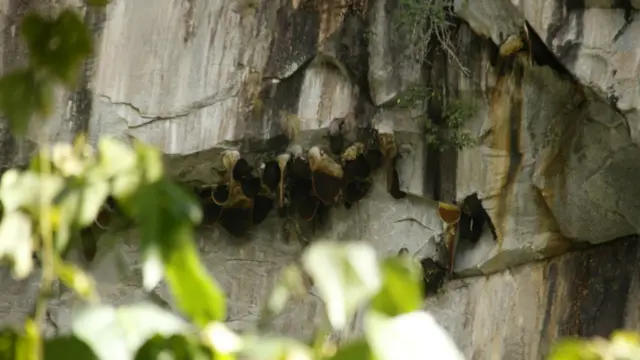 पदयात्राका क्रममा हिमाल पहाड खोलानालामात्रै होइन भीरहरुमा भीरमौरी पनि देखिन्छ।