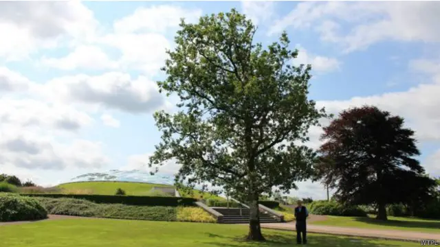 ویلز کے قومی بوٹینک گارڈن میں لانرتھرنی نامی درخت کو ویلز کا ٹری آف دی ایئر قرار دیا گيا