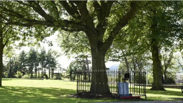 امن کے اس پیڑ کو شمالی آئر لینڈ کا ٹری آف دی ایئر منتخب کیا گیا