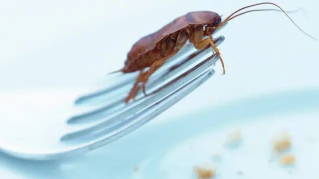 Як таргани можуть рятувати життя