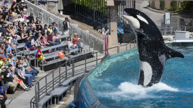 تعداد کسانی که به نمایش‌های وال‌ها می‌روند بعد از منتشر شدن انتقادها از نوع رفتار با این حیوانات، به شدت کاهش یافته است