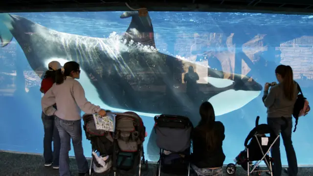 聖地亞哥的海洋世界將逐步取消鯨魚表演