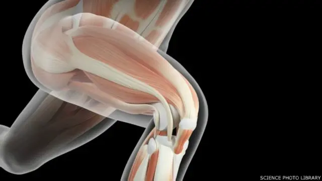 मांसपेशियां