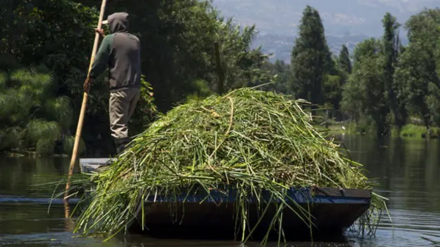 一个正在运输草料的农民（图片来源：Omar Torres/AFP/Getty）