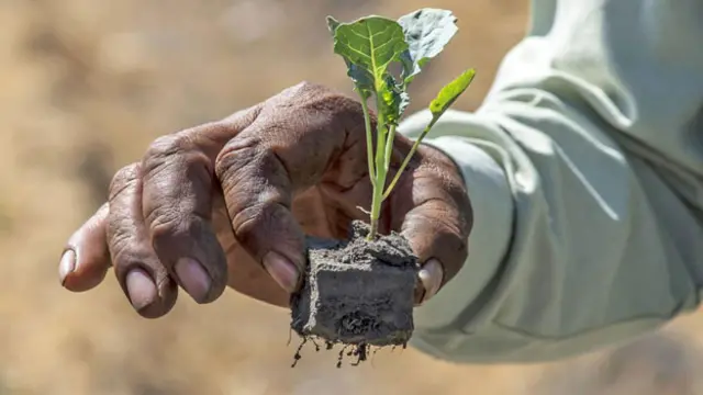 浮园耕作法种出来的牛皮菜（图片来源：Omar Torres/AFP/Getty）