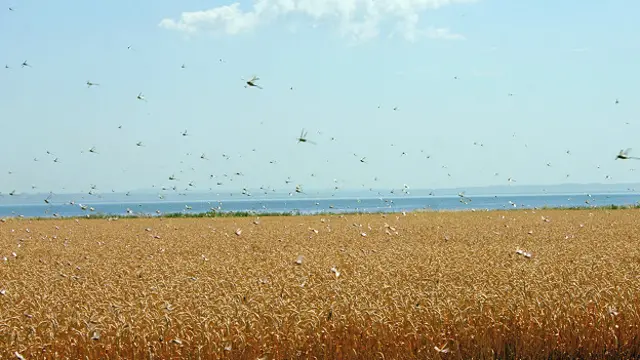 Cuanto más langostas, más estable es el enjambre.