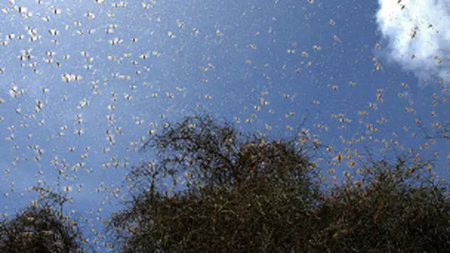 Marchan en una dirección y cambian de rumba al unísono de un momento a otro.