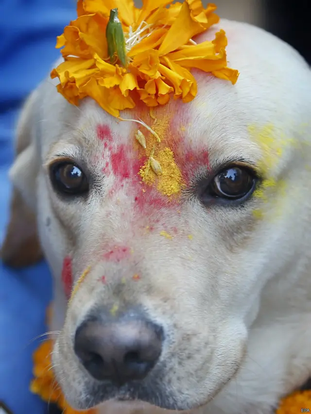 नेपाल में कुत्तों की पूजा