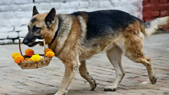 नेपाल में कुत्तों की पूजा