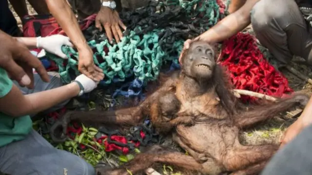 Induk dan bayi orangutan ditemukan dalam kondisi kekurangan gizi.