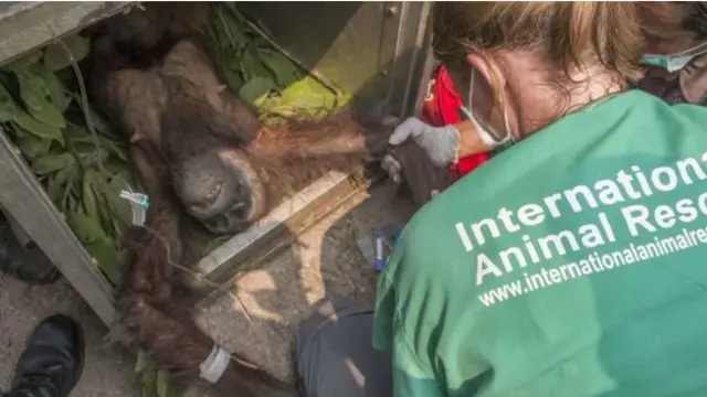 Penduduk setempat sering melihat orangutan sebagai hama sehingga terjadi konflik antara hewan dan manusia.