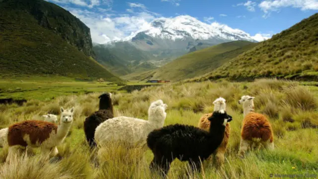 火山上的乡村
在到达太平洋沿岸之前，搭乘的巡游列车会经过厄瓜多尔最高峰 — 钦博拉索山。（图片来源：Maremagnum/Getty）
