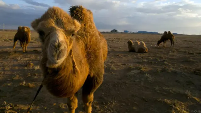 沙漠居民
蒙古纵贯铁路穿越戈壁沙漠。（图片来源：Getty）
