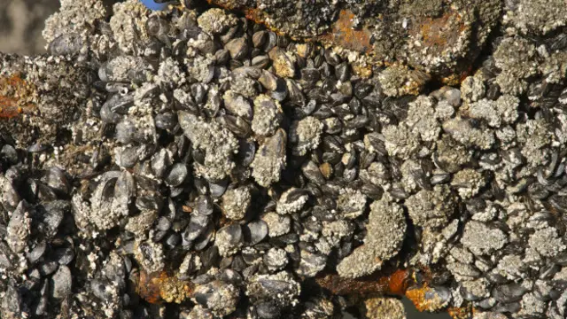 Los investigadores se inspiraron en la naturaleza.