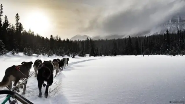 班夫国家公园（Banff National Park）的狗拉雪橇（图片来源：Matt Long）