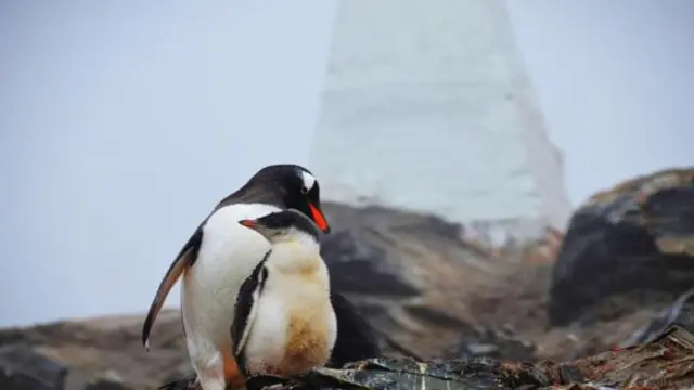 在南极遇到企鹅（图片来源：Matt Long）
