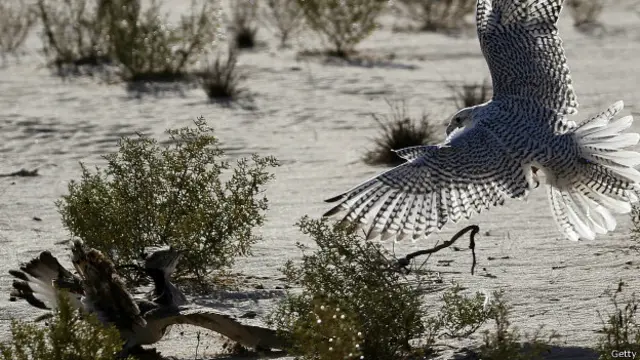 سائٹس کا اندازہ ہے کہ اگر تلور کو نہ بچایا گیا تو چند برس بعد یہ صرف تصویر میں ہی نظر آئےگا