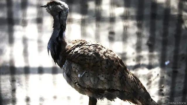 گذشتہ ہفتے ہب چوکی کے قریب رینجرز نے ایک بس پر چھاپہ مار کر چار تلور برآمد کیے