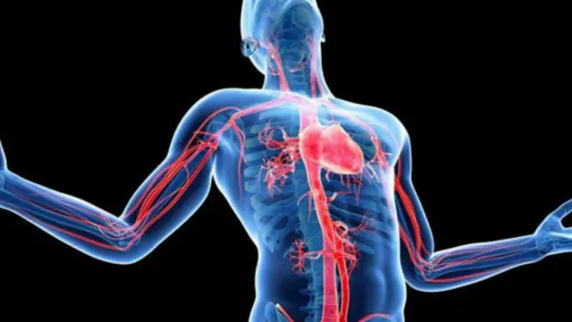 Eshakda katta dildo bilan irqlararo porno