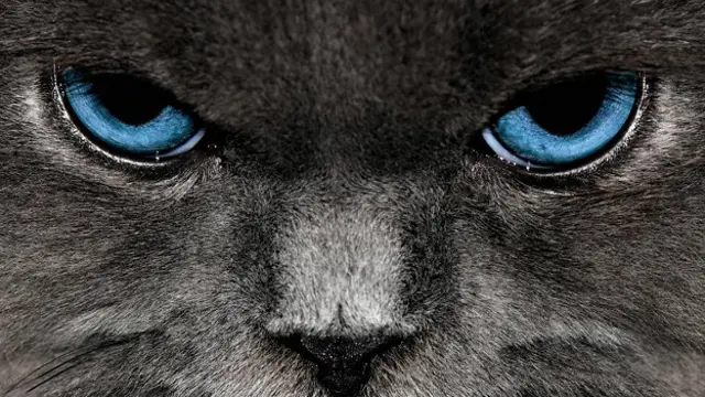 Кошка крупным планом