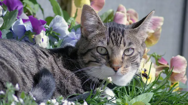 Кошке наплевать на вашу клумбу
