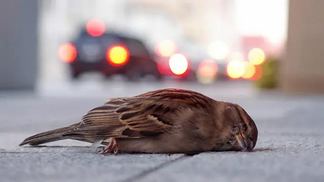 Подарочек хозяину