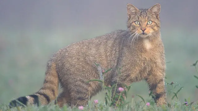 Дикая лесная кошка (Felis silvestris) во Франции