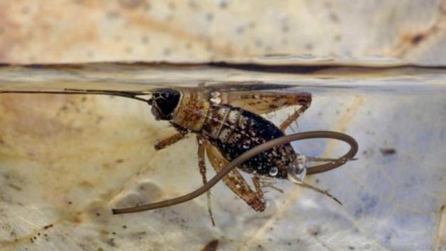 Verme faz seu hospedeiro se lançar na água e se afogar