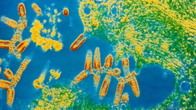 Vírus da raiva torna hospedeiros mais agressivos porque se transmite por mordidas e arranhões