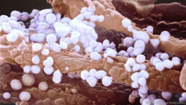 Estudo preliminar indica que vírus da gripe torna hospedeiro mais sociável