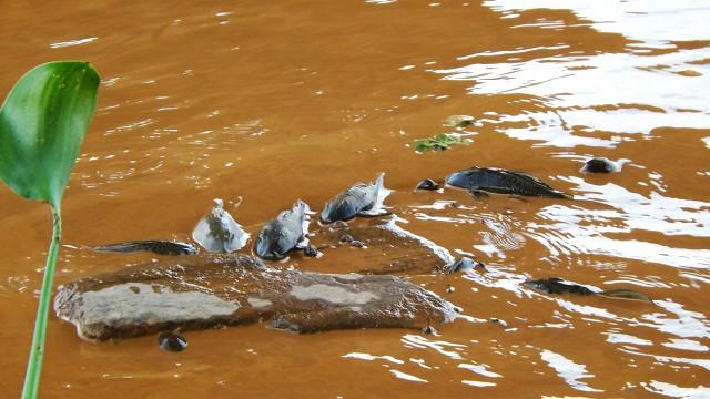 Imagens mostram peixes cobertos de barro saltando em busca de oxigênio, cardumes mortos rio de lama abaixo e animais em decomposição nas margens.