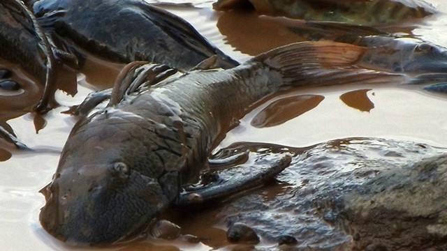 Analistas estimam que a passagem da lama e produtos químicos tenha reduzido o oxigênio do rio Doce a níveis próximos a zero, levando milhares de peixes à morte por asfixia.