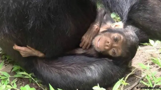 La cría solía tener la mirada perdida y la boca semiabierta. Foto: Takuya Matsumoto, Universidad de Kioto.