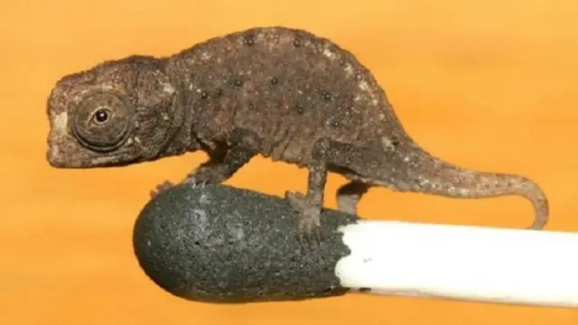 حرباء بروكيسيا صغيرة الحجم طولها أقل من 30 ملليمترا وجرى العثور عليها في أرخبيل نوزي هارا قبالة مدغشقر 