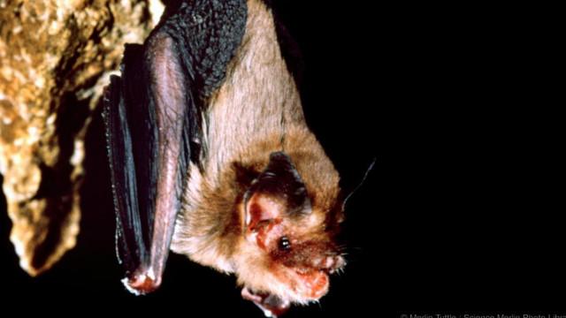 الخفافيش الطنانة يعتقد أنها أصغر الثدييات حجما على وجه الأرض
