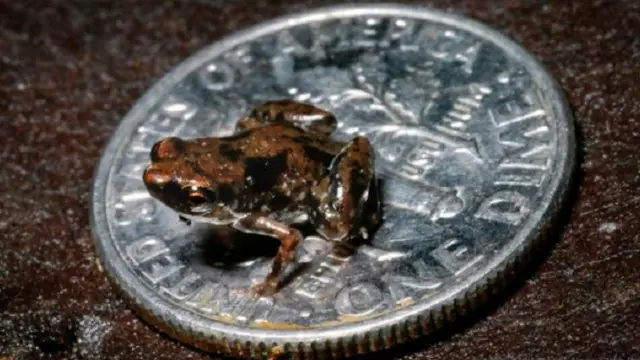 ضفدع "بيدوفرين أماوينسيس" ربما هو أصغر الفقريات في العالم ويصل طوله إلى 7.7 ميلليمتر